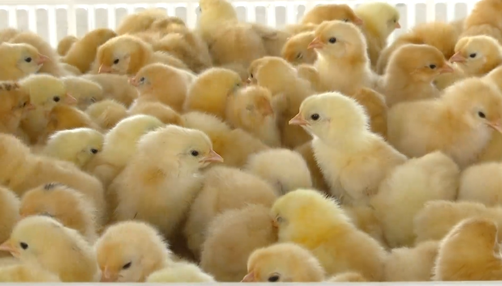 年供应鸡苗300万羽 残疾乡亲致富路上有新“鸡”遇