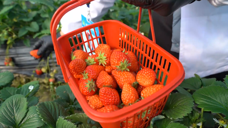 科学检测有保障 汉产3.8万亩草莓安全上市