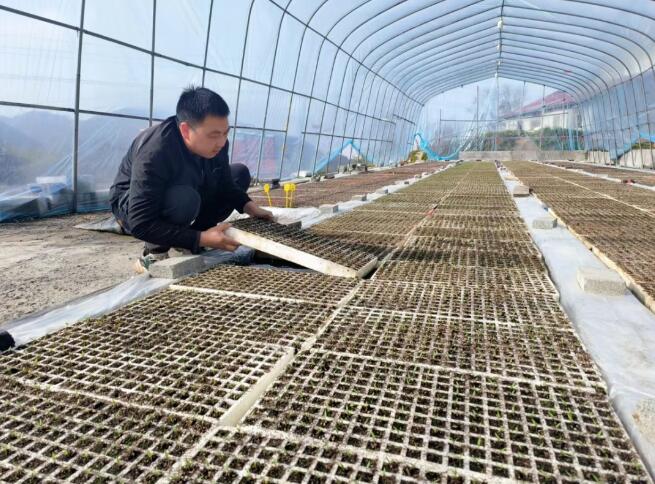 长阳杨家桥村：“天空菜园”种出亿元产业